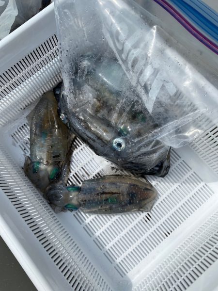 あみや渡船 JIGBOY 釣果