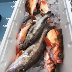 第二八坂丸 釣果