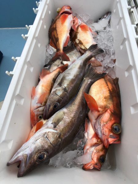 第二八坂丸 釣果