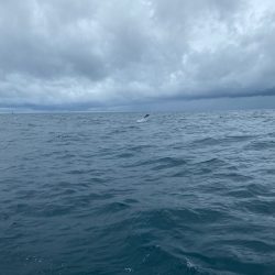 Monster Rush! 釣果