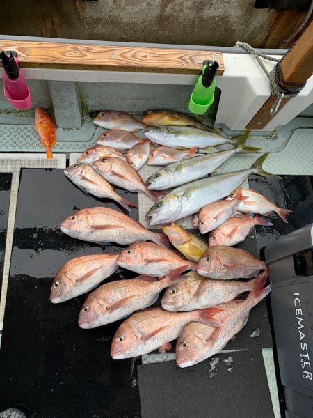さくら丸 釣果