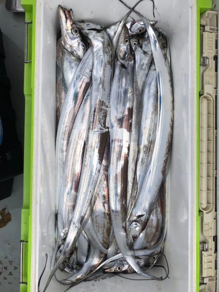 フィッシング キッタカ 釣果