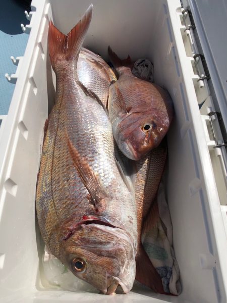 第二八坂丸 釣果