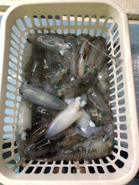 第二八坂丸 釣果