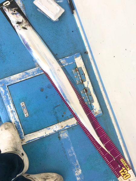 ヤザワ渡船 釣果