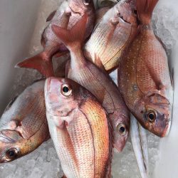 フィッシング　キッタカ 釣果