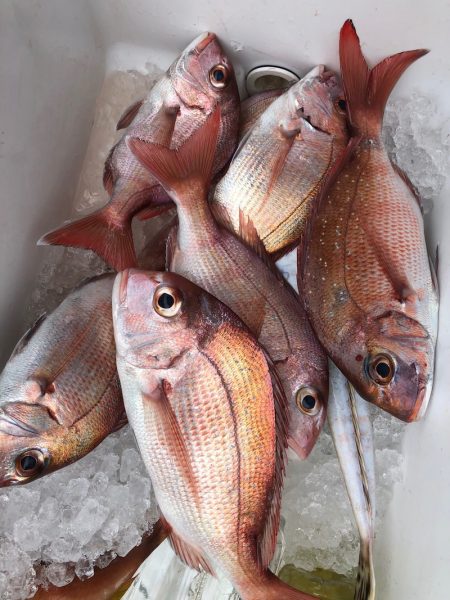 フィッシング　キッタカ 釣果