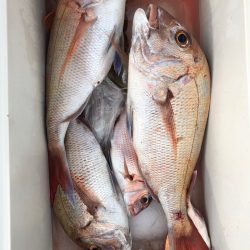 フィッシング　キッタカ 釣果