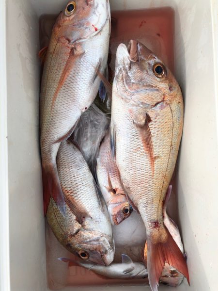 フィッシング　キッタカ 釣果