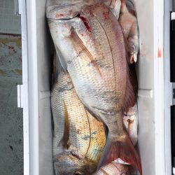 フィッシング　キッタカ 釣果