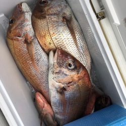 フィッシング　キッタカ 釣果