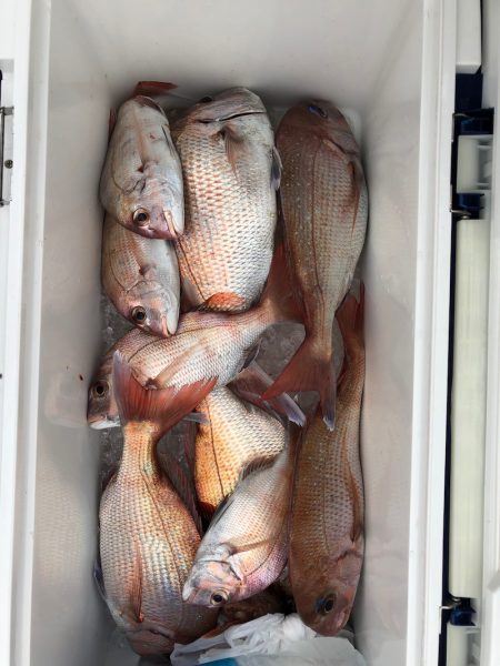 フィッシング キッタカ 釣果