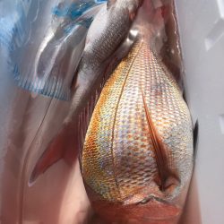 第二八坂丸 釣果