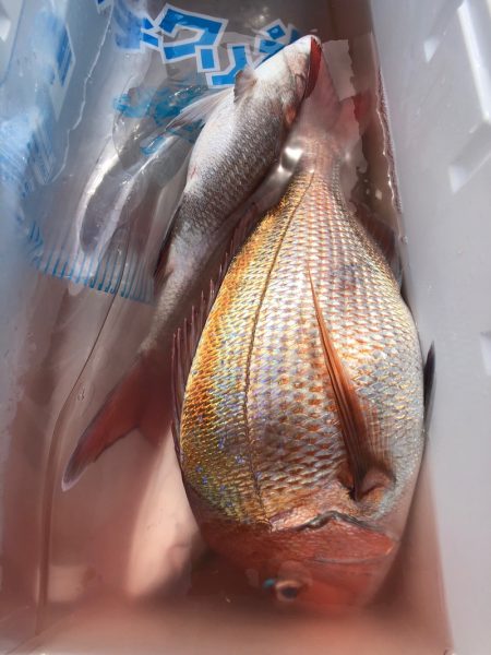 第二八坂丸 釣果