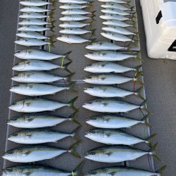 SeaRide(シーライド) 釣果