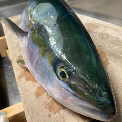 龍神丸(鹿児島) 釣果