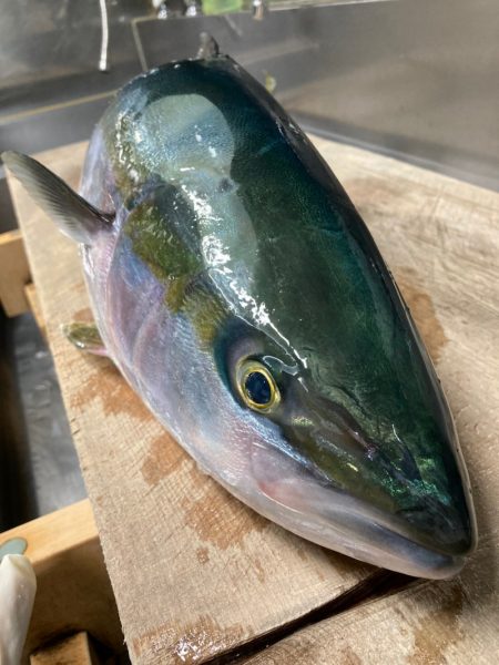 龍神丸(鹿児島) 釣果