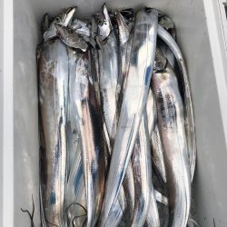 フィッシング キッタカ 釣果