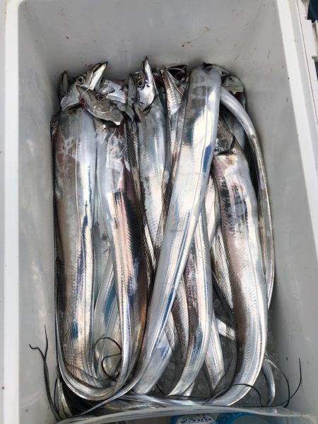 フィッシング キッタカ 釣果