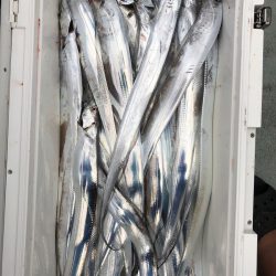 フィッシング　キッタカ 釣果