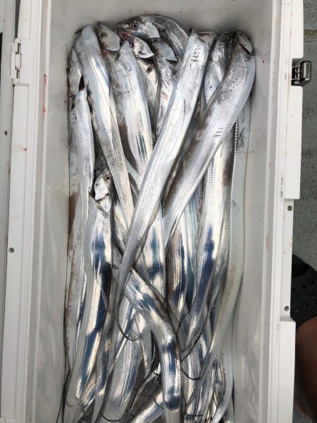 フィッシング　キッタカ 釣果