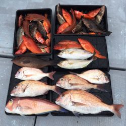 渡船屋たにぐち 釣果