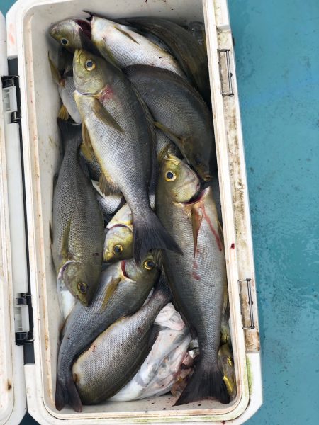 丸万釣船 釣果