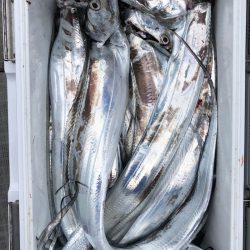 フィッシング キッタカ 釣果