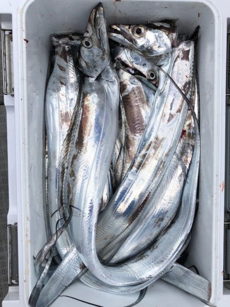 フィッシング キッタカ 釣果