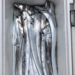 フィッシング キッタカ 釣果