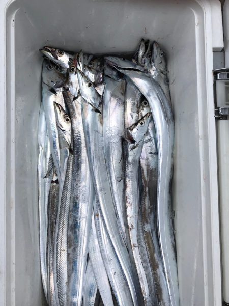 フィッシング キッタカ 釣果