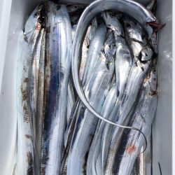 フィッシング　キッタカ 釣果