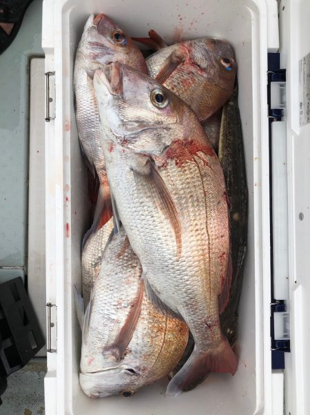 フィッシング キッタカ 釣果