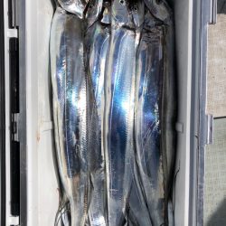 フィッシング　キッタカ 釣果