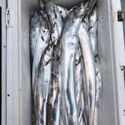 フィッシング　キッタカ 釣果