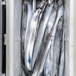 フィッシング　キッタカ 釣果