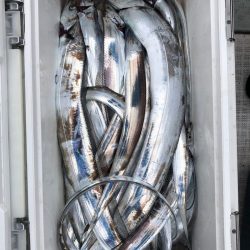 フィッシング キッタカ 釣果