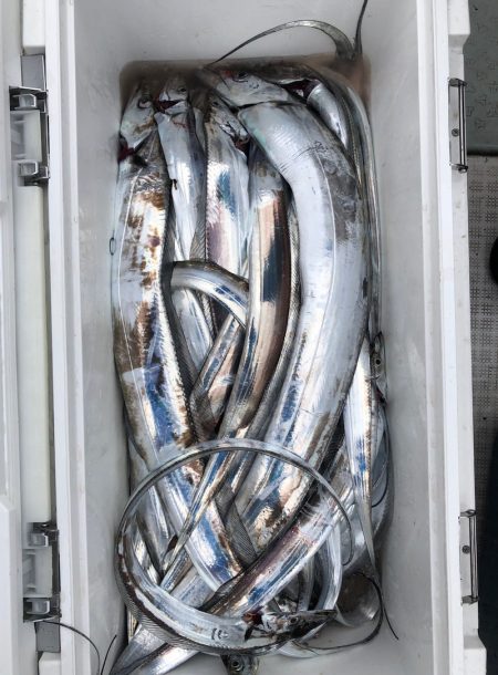 フィッシング キッタカ 釣果