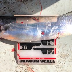 フィッシング　キッタカ 釣果