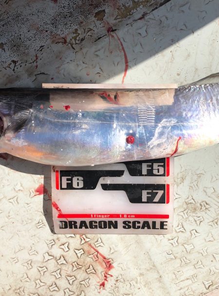 フィッシング　キッタカ 釣果