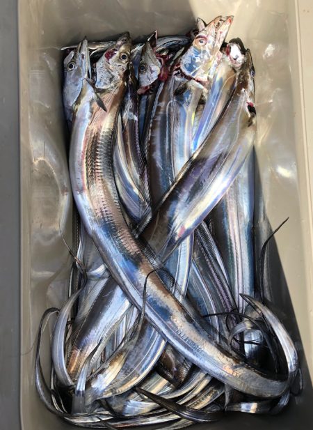 フィッシング　キッタカ 釣果