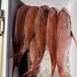 フィッシング キッタカ 釣果