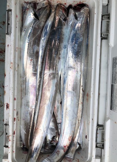 フィッシング　キッタカ 釣果