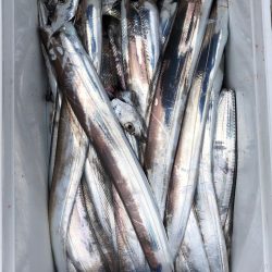 フィッシング キッタカ 釣果