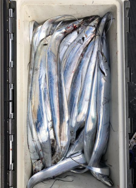 フィッシング　キッタカ 釣果