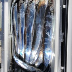 フィッシング　キッタカ 釣果