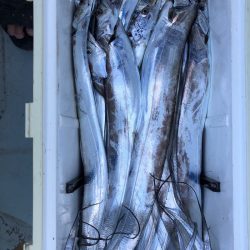 フィッシング　キッタカ 釣果