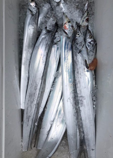 フィッシング キッタカ 釣果