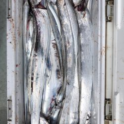 フィッシング キッタカ 釣果