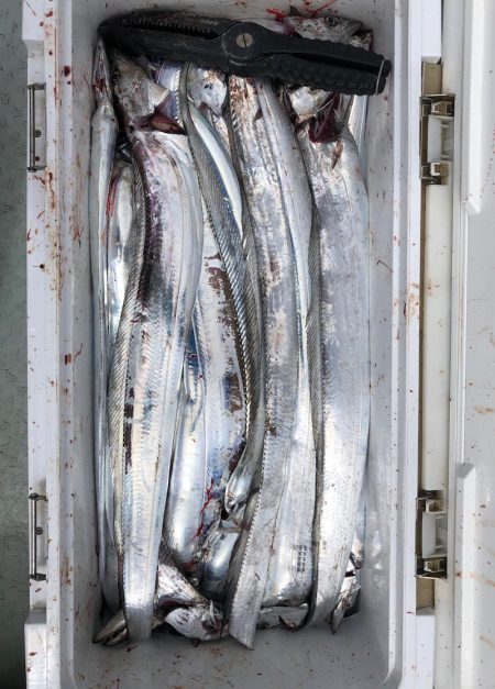 フィッシング キッタカ 釣果